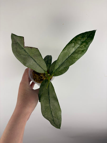 Hoya Buntokensis purnama