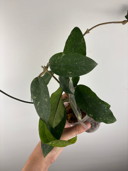 Hoya sp aceh NOID