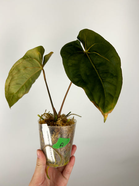 Anthurium ace of spades x Kunayalense A (Thailand) as is