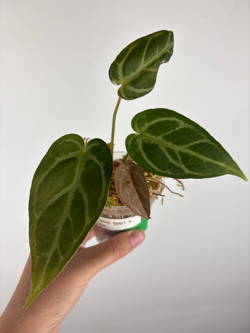 Anthurium blue papi x crystallinum 6