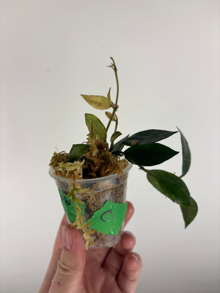 hoya lacunosa gold lunar C