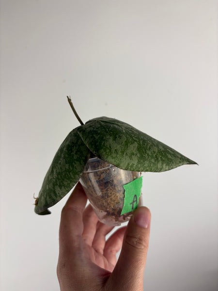 Hoya purpureofusca x imbricata A