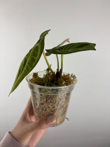 Anthurium red tiger 8