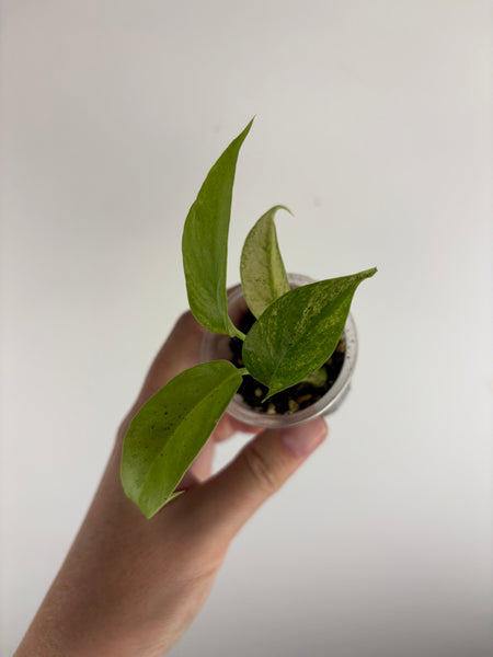rhaphidophora tetrasperma white monster