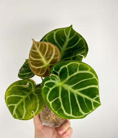 Anthurium silver hope x doryaki A2