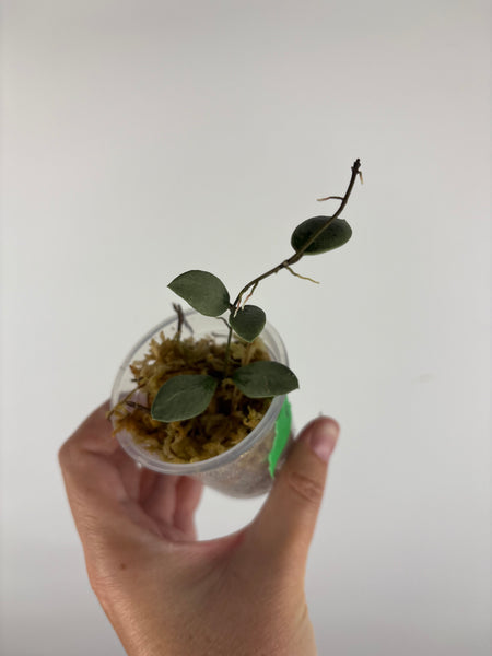 Hoya sp. Kalimantan ('Mini Coin' silver) 1