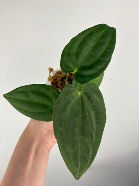 Anthurium Goliath A
