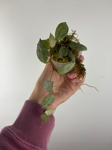 Hoya lacunosa sulcata 9