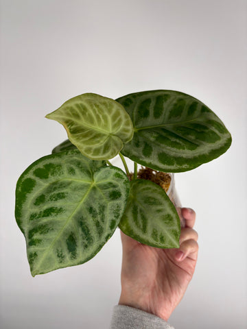 Anthurium Silver blush mutation K