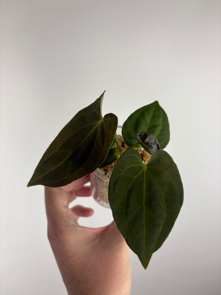 Anthurium blue papi X Fort Sherman A2