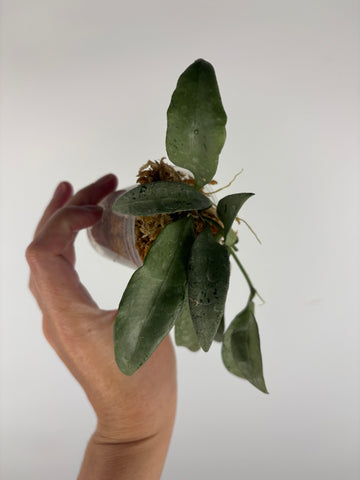 hoya lacunosa silver silvana 2