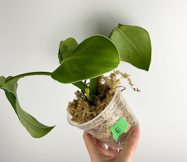 Philodendron rugosum E