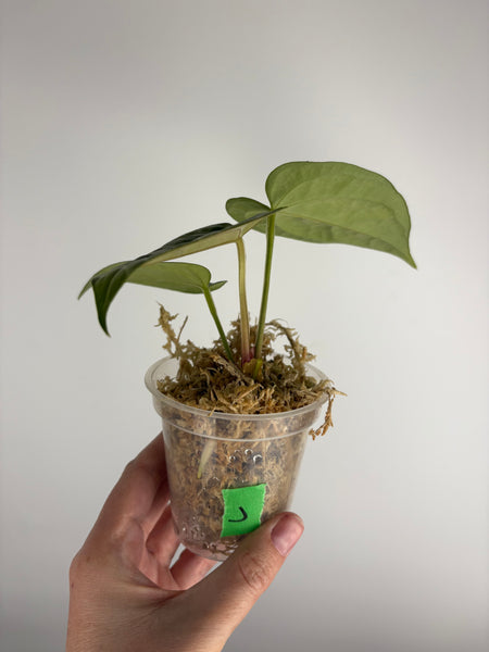 Anthurium red spider x luxurians J