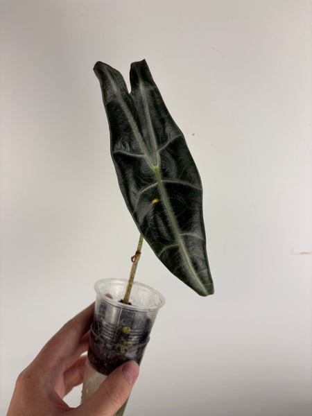 alocasia longiloba purple