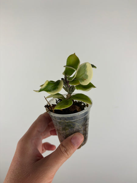 hoya holliana