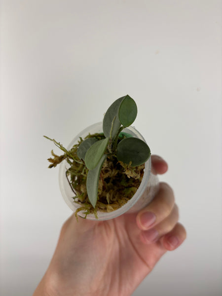 hoya grey fairy B
