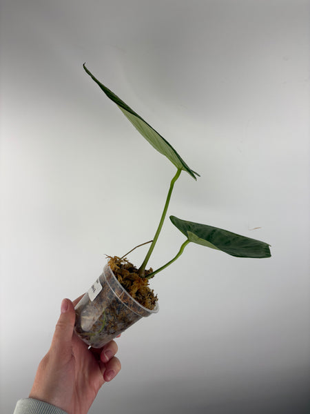 Anthurium silver full chrome