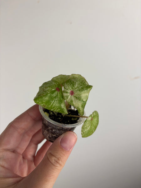 begonia rouge variegated exact plant