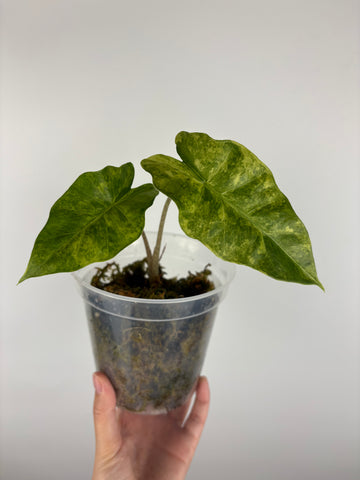 Alocasia Portora aurea variegated