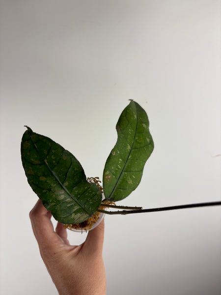 Hoya sp aceh tamiang B2