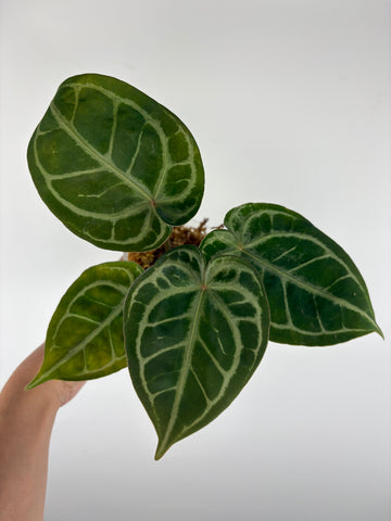 Anthurium silver blush x red crystal 7