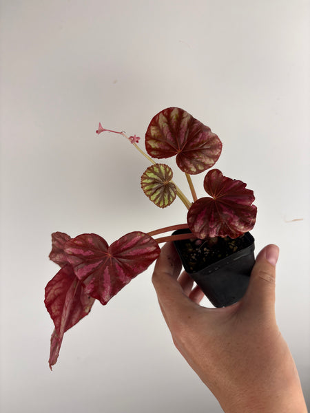 Begonia Candy Stripes