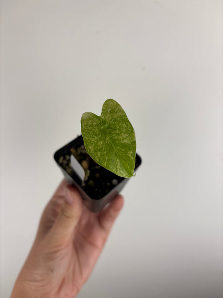alocasia gageana albo