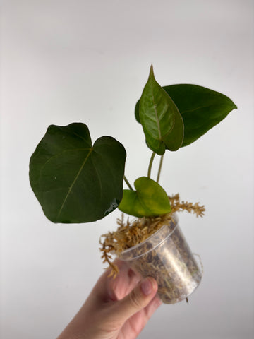 Anthurium velvet mask x papillilaminum 7