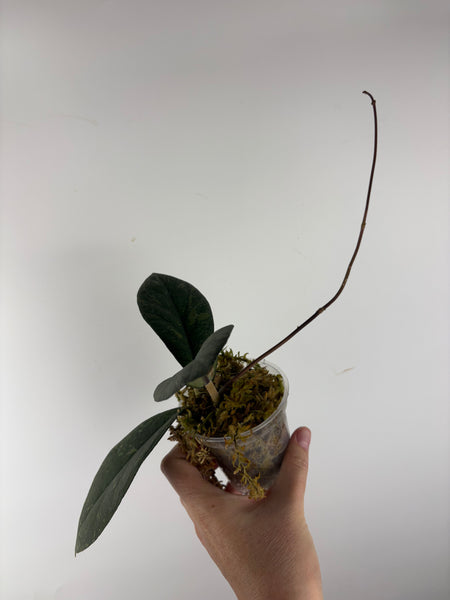 hoya meredithii bengkulu splash