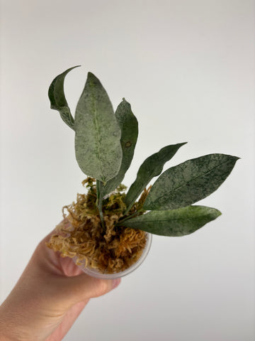 hoya amicabilis silver 2