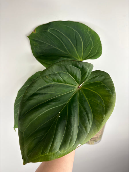 Anthurium king of spades E large