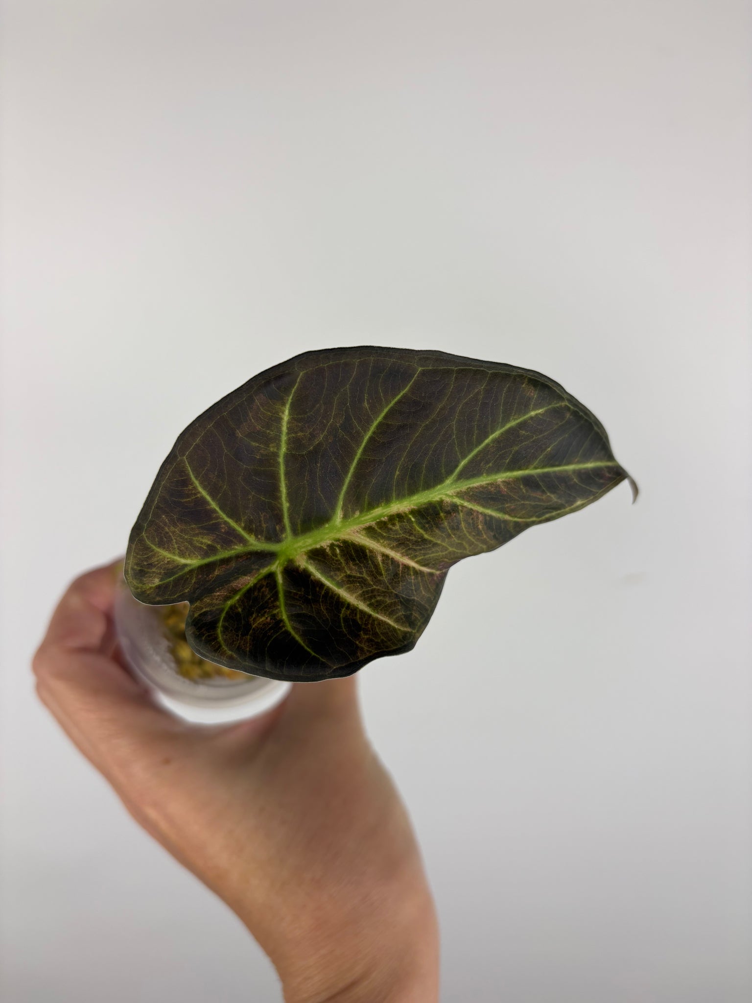 Alocasia regal aurea baby 1