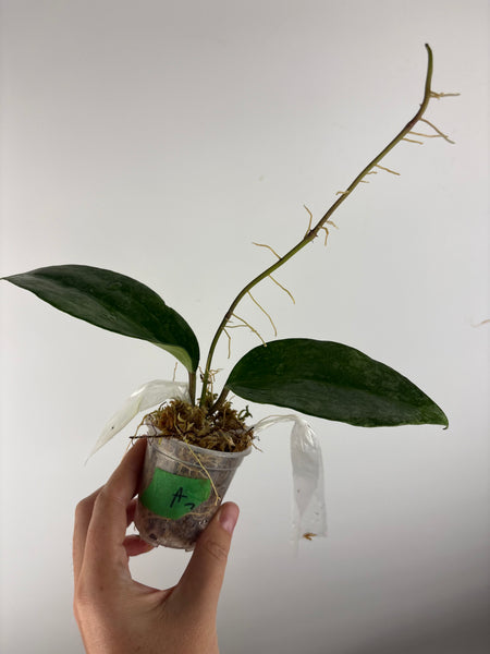 Hoya Latifolia 'rimba perak'