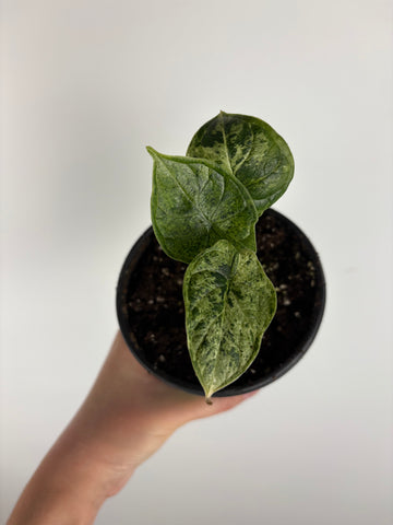 Alocasia dragon scale mint 4 inch E