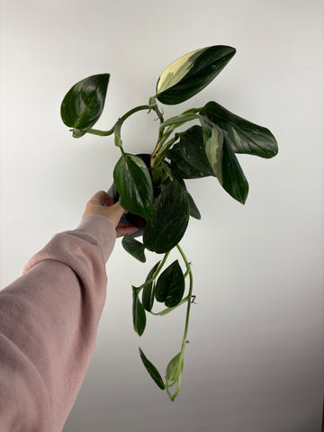 Monstera Standleyana Albo Variegata (Cobra) 6 inch as is