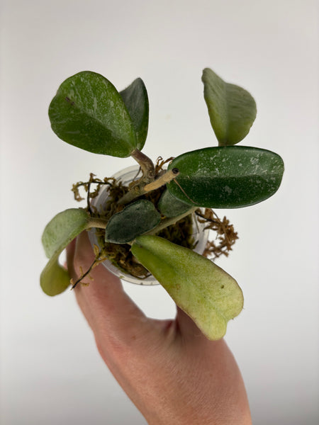 Hoya Nova ghost as is