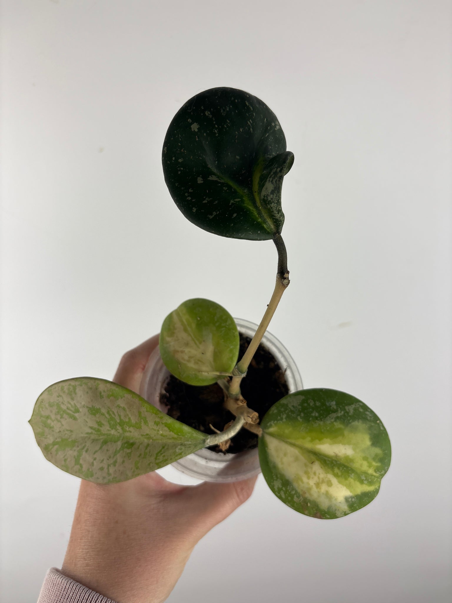 hoya obovata splash variegated