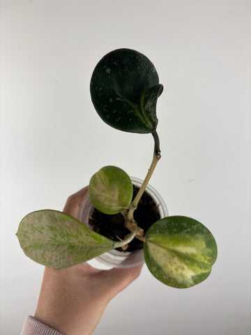 hoya obovata splash variegated