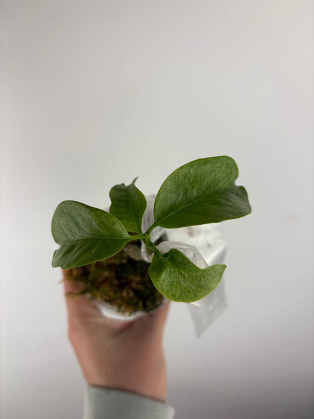 Hoya Multiflora wonderphil silver B
