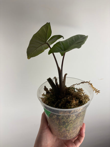 Alocasia silver sp papua barat