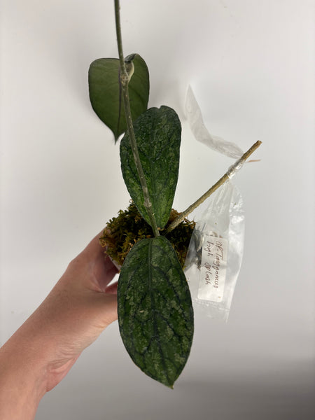 Hoya Tanggamus high splash B