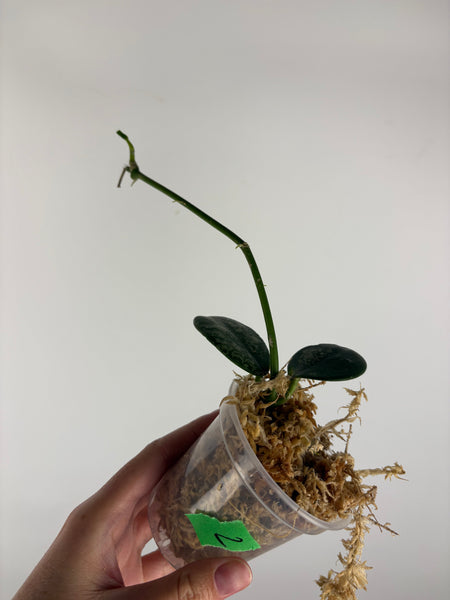 Hoya diversifolia maha dewi 2