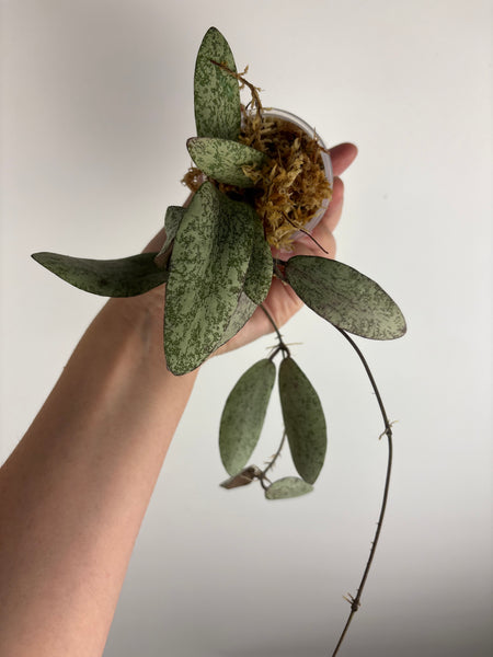 hoya sigillatis borneo silver A