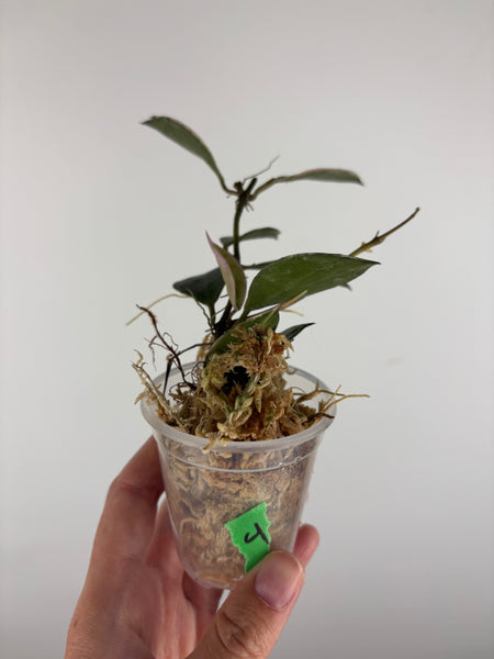 Hoya lacunosa 'Asami' (Wonosobo) 4
