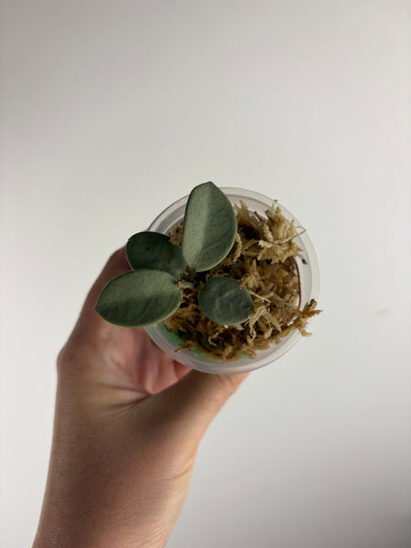 hoya mathilde grey fairy B