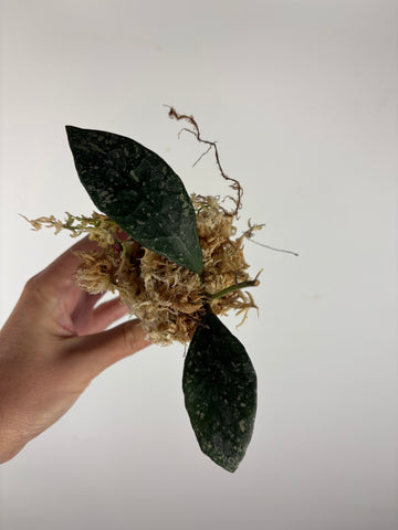 Hoya rundumensis splash 8