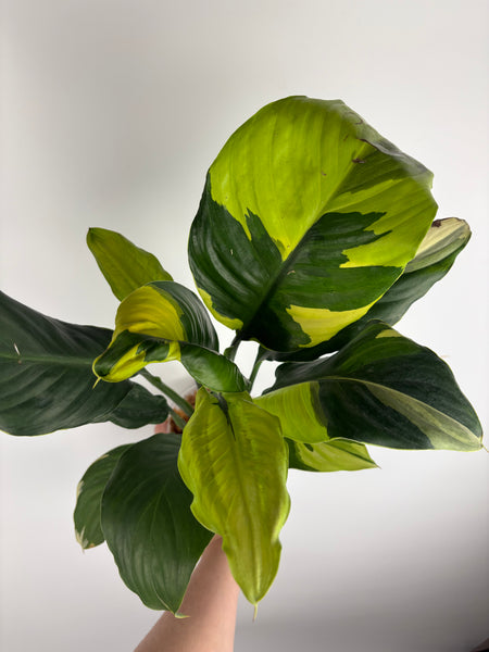 Spathiphyllum sensation aurea