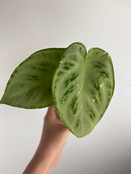 Anthurium silver king x silver tiger A2 as is