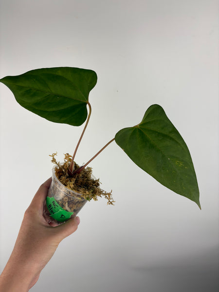 Anthurium Black sweet x blue pap D