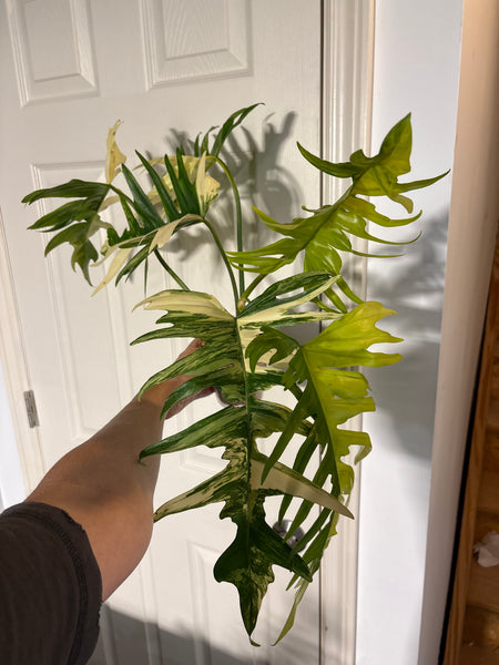 Florida beauty x tortum (Thailand) A - huge plant